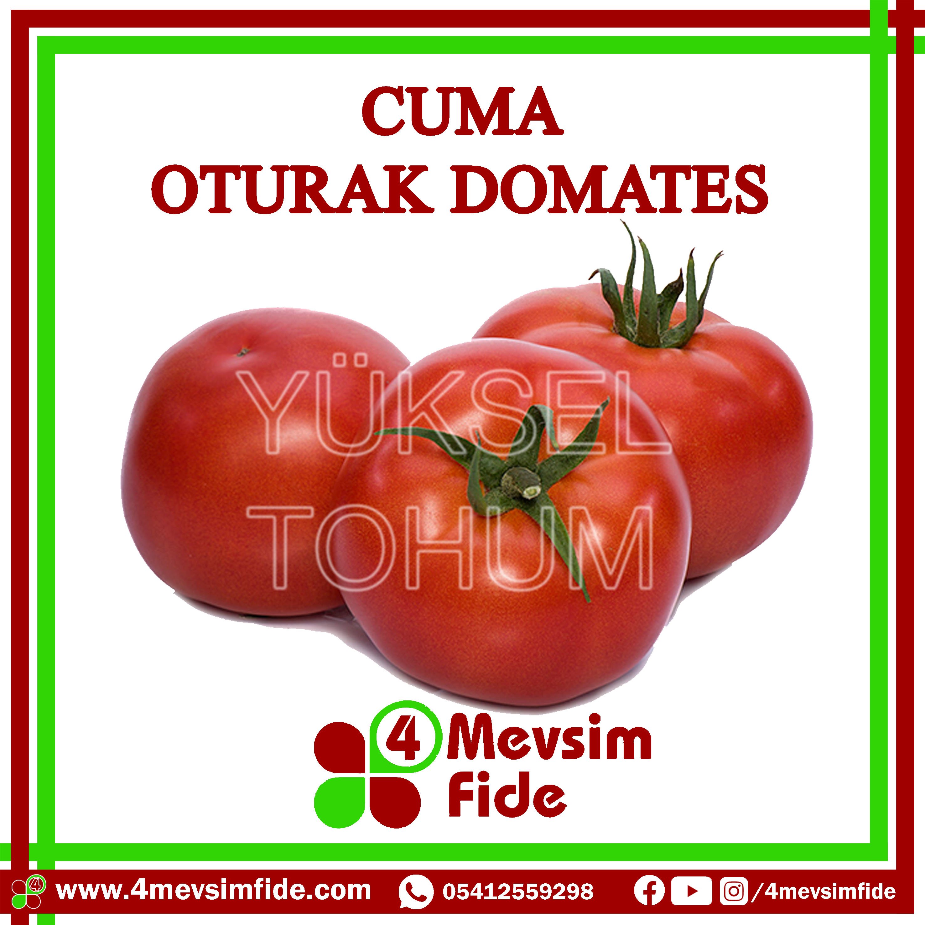 Cuma F1 Oturak Domates